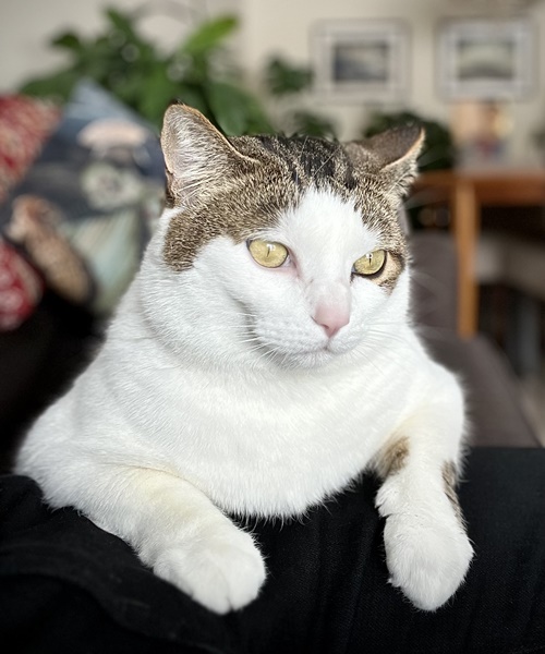 Cat lying on a person's lap