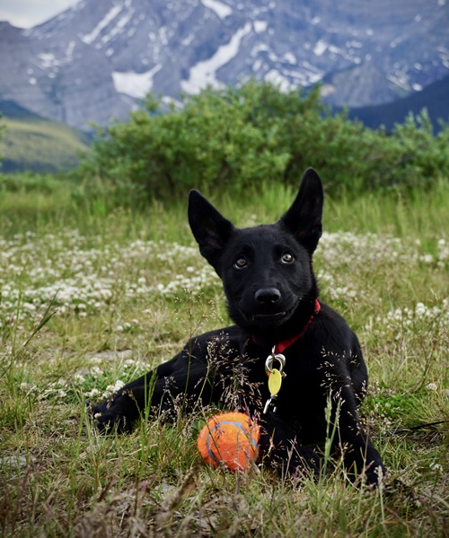 Dog lying in grass with ball