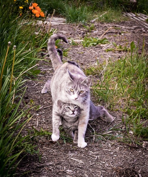 Cats playing in the grass