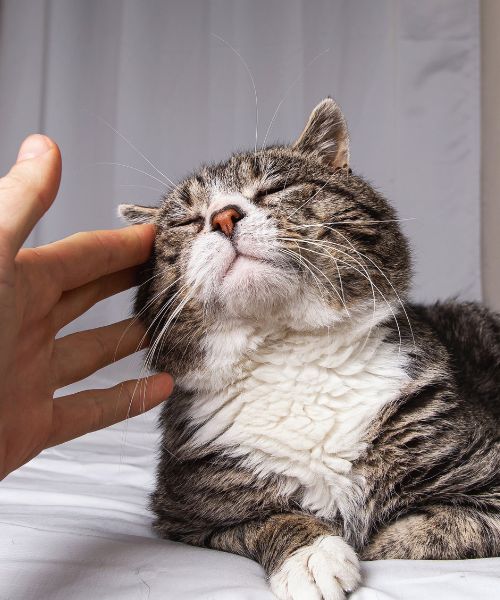 cat getting stroked